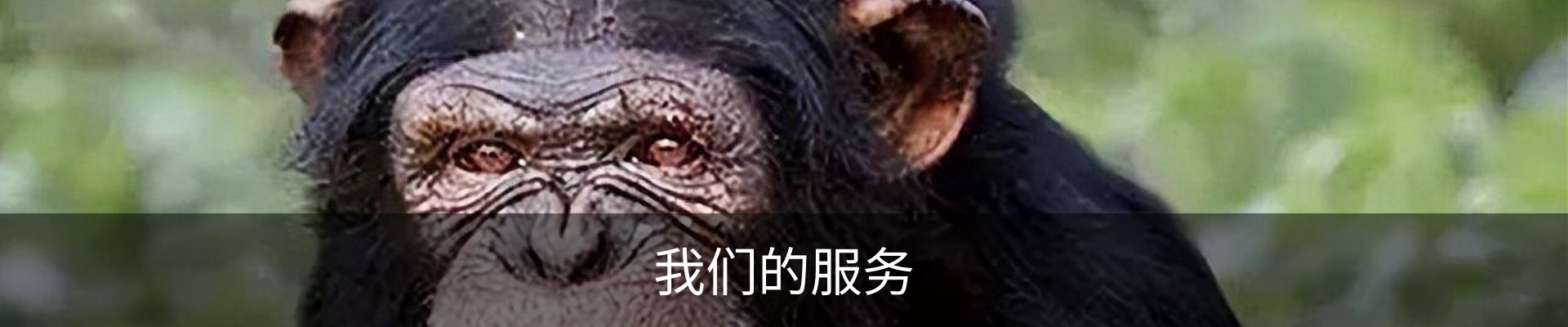 我们的服务